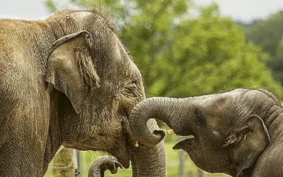 阿里云ECS实例镜像创建指南