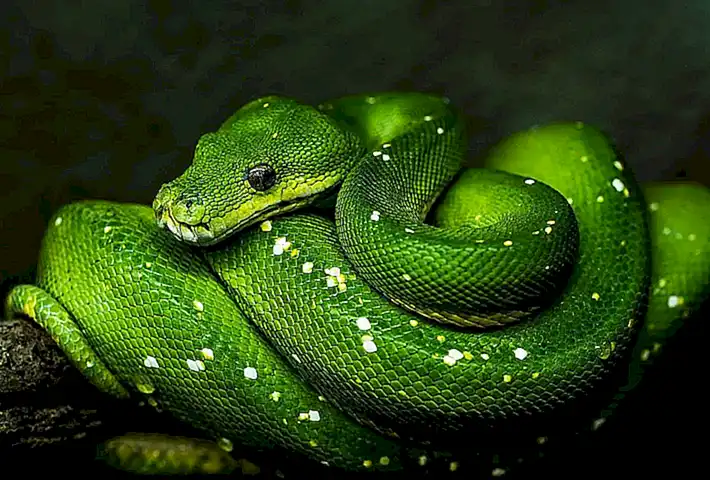 阿里云Python安装包开源镜像