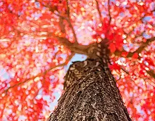 Android通知通道创建与配置指南