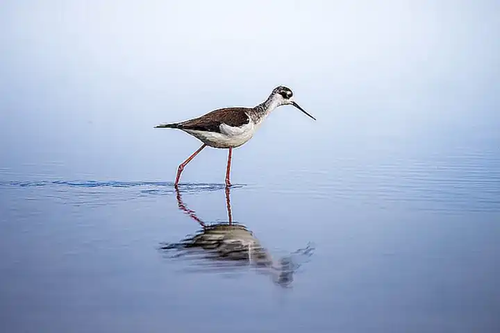 Flink流式湖仓OpenLake方案:实时订单宽表构建