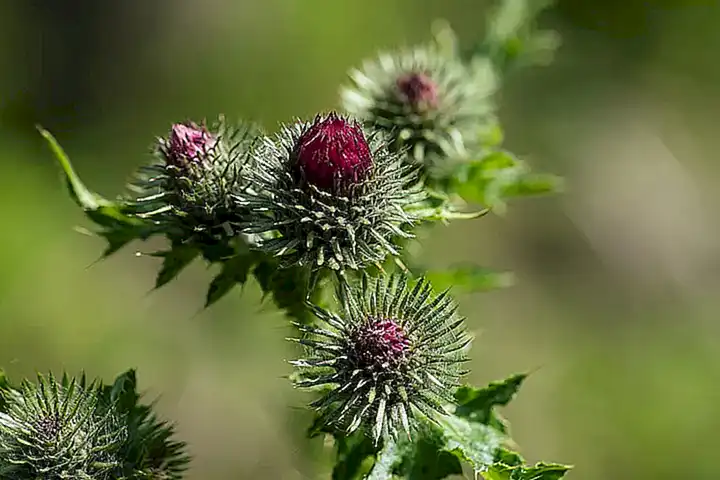 客户端环境是否导致ping不通?