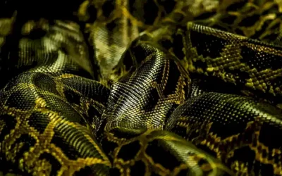 Python SSH连接详解及应用